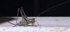 Eupholidoptera