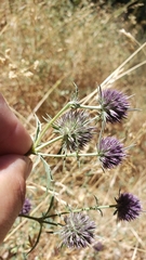 Eryngium articulatum