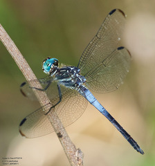 Cannaphila insularis