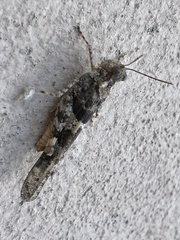 Trimerotropis pallidipennis