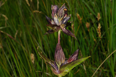 Gentiana purpurea