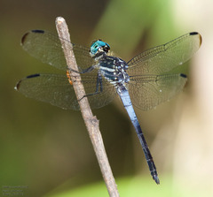 Cannaphila insularis