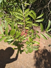 Matayba elaeagnoides