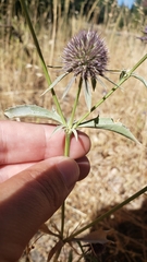 Eryngium articulatum