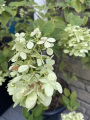 Hydrangea