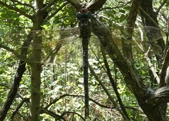Epiaeschna heros