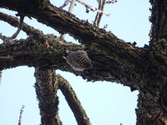 Dryobates mixtus