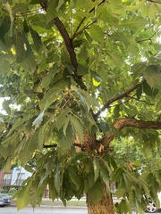 Quercus muehlenbergii