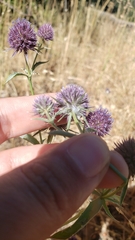 Eryngium articulatum