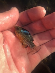 Cyprinodon variegatus