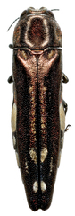 Agrilus cavatus