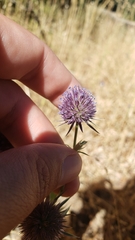 Eryngium articulatum
