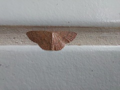 Cosymbiini