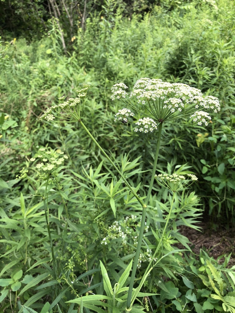 stiff cowbane from Huron Bridge Park, Barton Hills, MI, US on August 05, 2018 at 0455 PM by