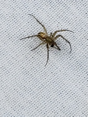 Araneae