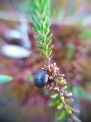 Empetrum nigrum