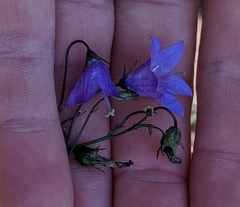 Campanula