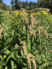 Persicaria lapathifolia