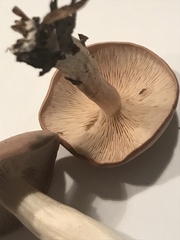 Tricholomopsis decora