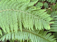 Polystichum dudleyi