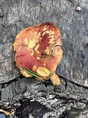 Hortiboletus rubellus