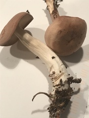 Tricholomopsis decora