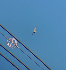 Circaetus gallicus