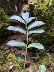 Zanthoxylum