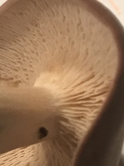 Tricholomopsis decora