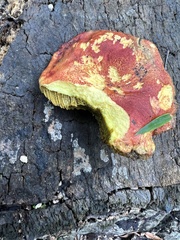 Hortiboletus rubellus