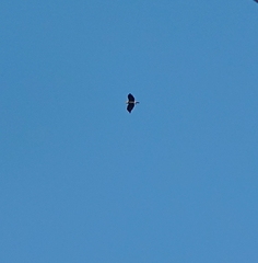Circaetus gallicus