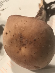 Tricholomopsis decora