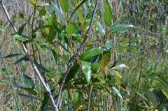 Salix lucida