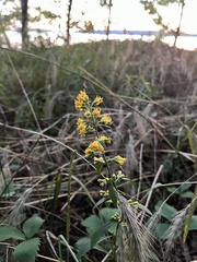 Solidago hispida