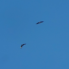 Circaetus gallicus