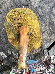 Hortiboletus rubellus