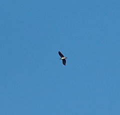Circaetus gallicus