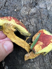 Hortiboletus rubellus