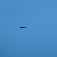 Circaetus gallicus
