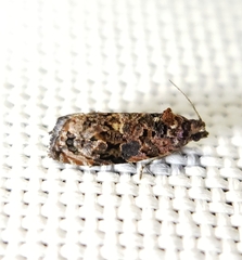 Endothenia hebesana