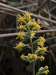 Solidago hispida