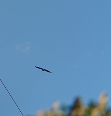 Circaetus gallicus