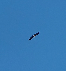 Circaetus gallicus