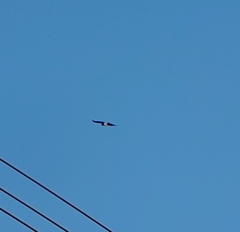 Circaetus gallicus