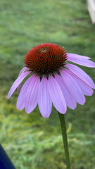 Echinacea purpurea