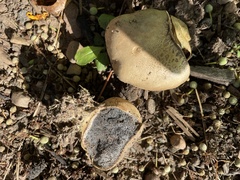 Scleroderma citrinum