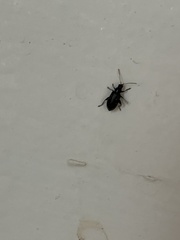 Coleoptera