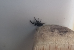 Platycryptus californicus