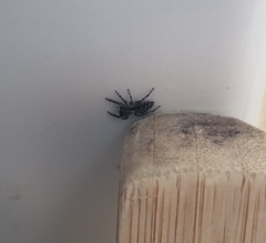 Platycryptus californicus