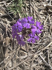 Glandularia aristigera